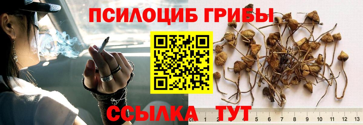 Галлюциногенные грибы GOLDEN TEACHER  Вход с VPN  Йошкар-Ола  Галлюциногенные грибы прущие грибы 